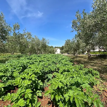 Olives & Figs Retreat By The Sea - Zen 100 M From The Apartmán Dobropoljana